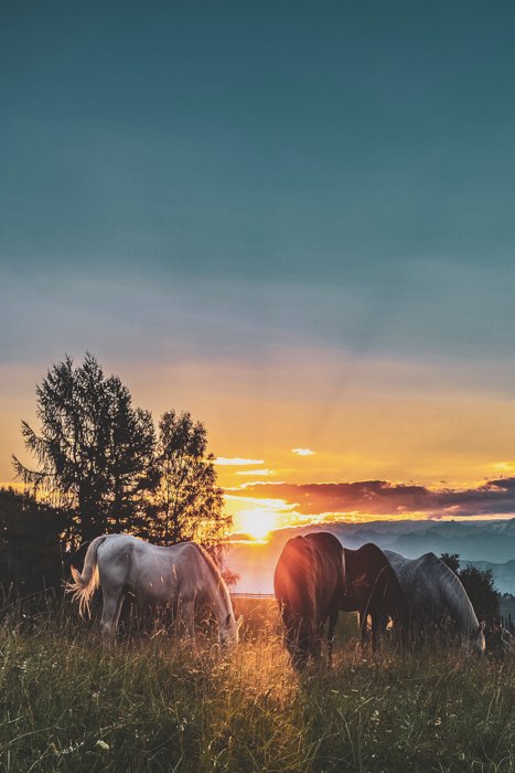 Horses grazing in a field at sunset