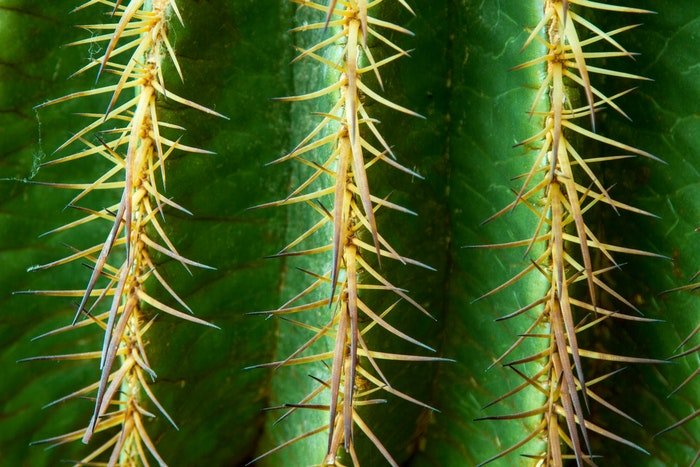 A sharp image of a cactus detail