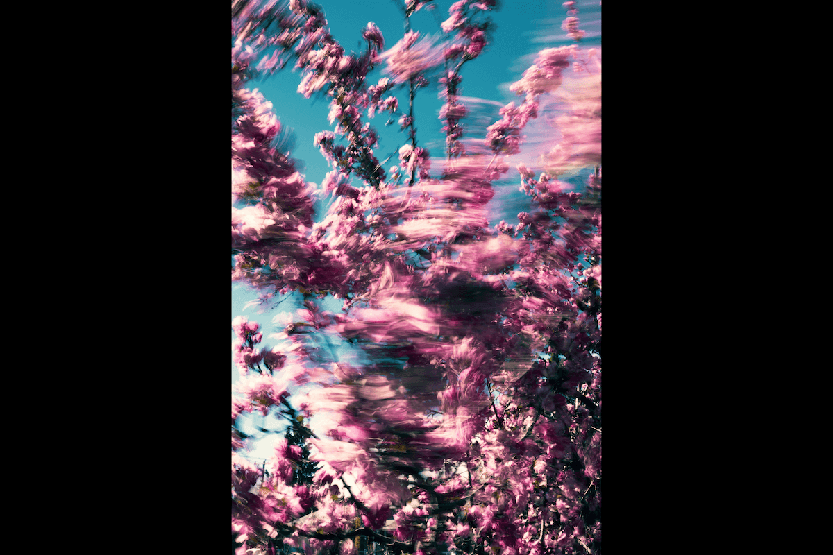 Abstract cherry blossom photo using creative motion blur