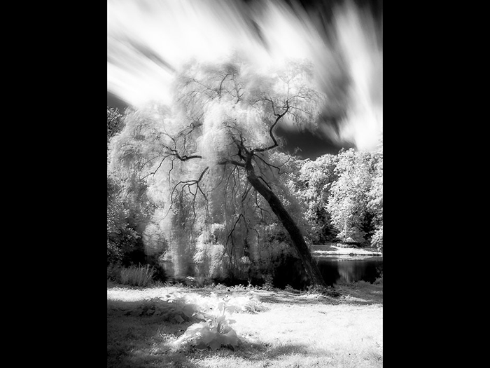 Infrared long exposure of about 20 seconds in a city garden for creative motion blur