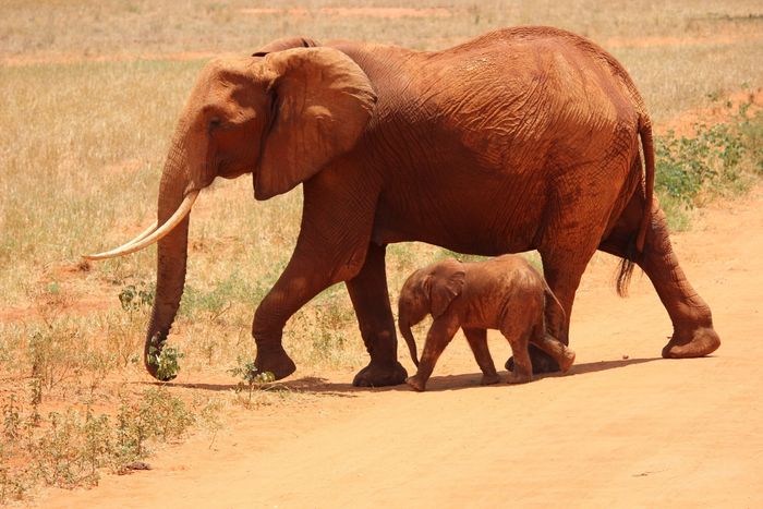 wildlife photo of elephants