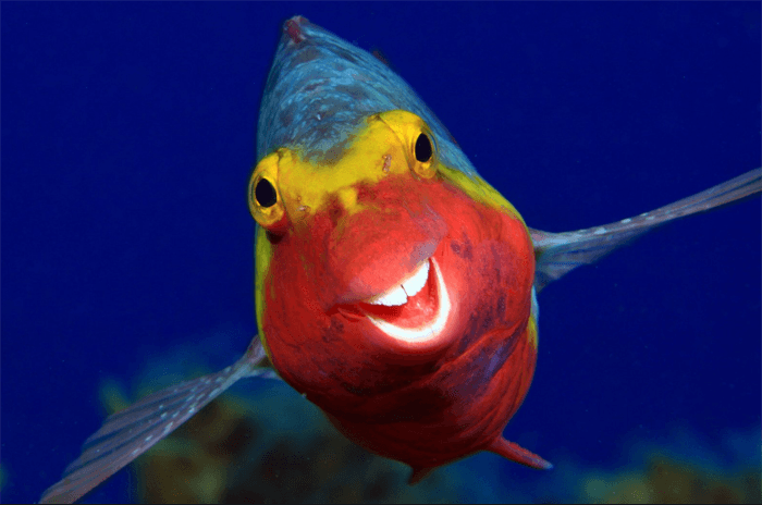Funny photo of a smiling fish from the Comedy Wildlife Photography Awards