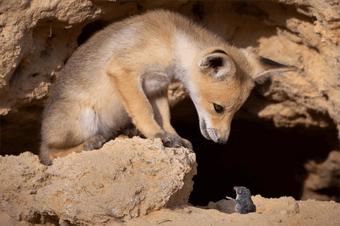 Funny photo of a fox and a mouse from the Comedy Wildlife Photography Awards