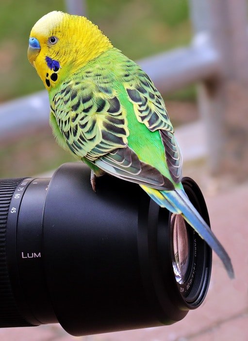 A yellow and green budgie perched on a camera