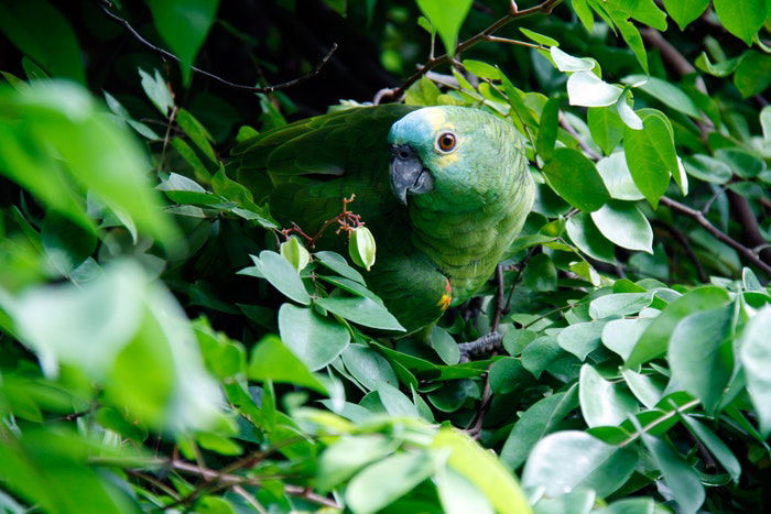 How to Build a Photography Hide  Wildlife photography, Photography,  Backyard birds