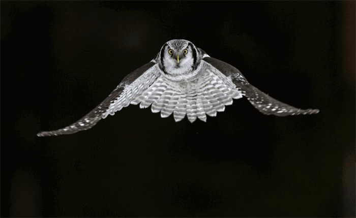 10 Stunning Bird Photos to Inspire You  Bird Photographers  - 59