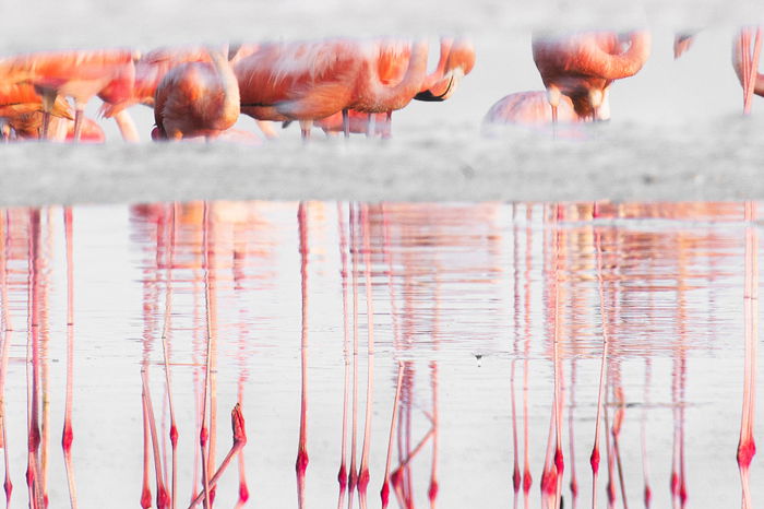 A group of flamingos reflected in a lake