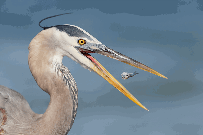 Close up of a heron eating a fish