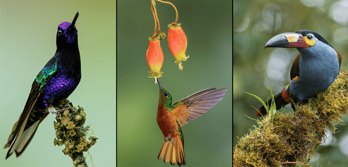 Bird photo triptych