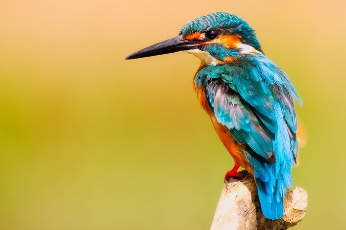 A close up of a Kingfisher bird