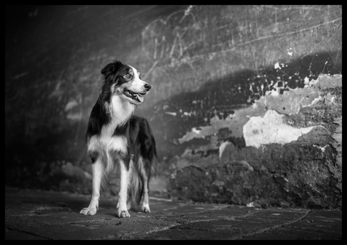  black and white photo of a dog