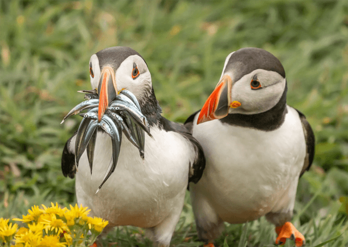 Funny photo of two puffins from the Comedy Wildlife Photography Awards