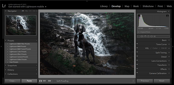 portrait of black dog against a waterfall as an example of lightroom presets