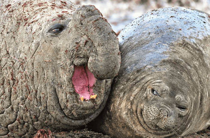 Funny photo of two elephant seals from the Comedy Wildlife Photography Awards