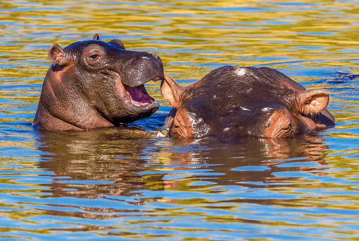 Funny photo of a baby hippo whispering i his mothers ear from the Comedy Wildlife Photography Awards