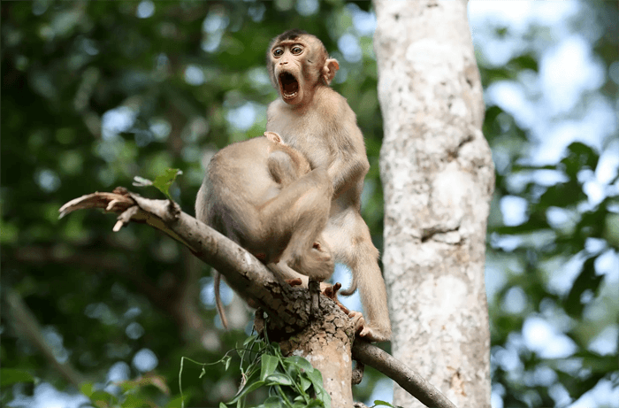 Funny photo of monkeys from the Comedy Wildlife Photography Awards