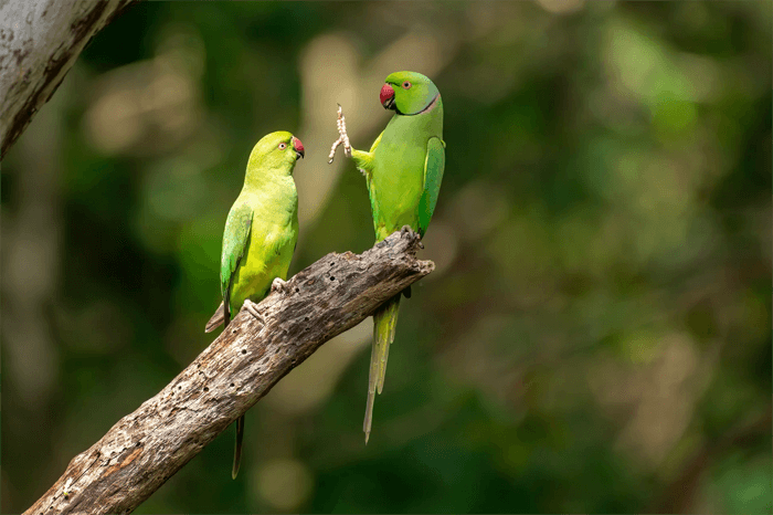 Funny photo of a chatting parakeets from the Comedy Wildlife Photography Awards