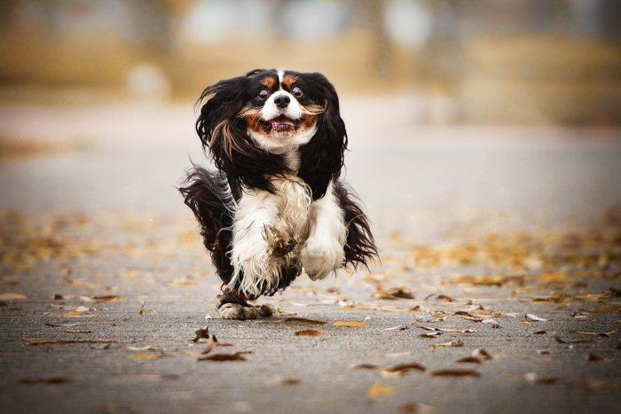 An action shot of a dog running