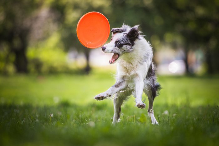 action shot of a border collie puppy chasing frisbee