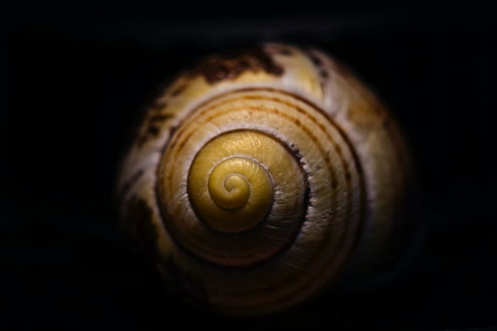 closeup radial balance photo of a snail shell