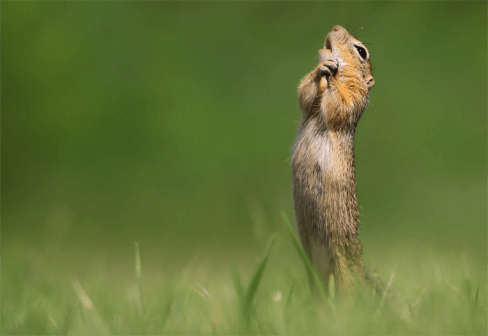 Funny photo of a cute rodent from the Comedy Wildlife Photography Awards