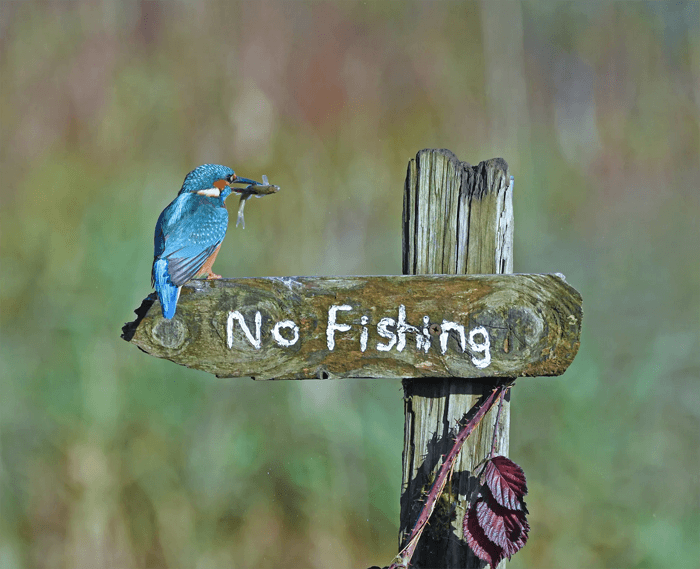 Funny photo of a kingfisher sitting on a 'no fishing' sign from the Comedy Wildlife Photography Awards