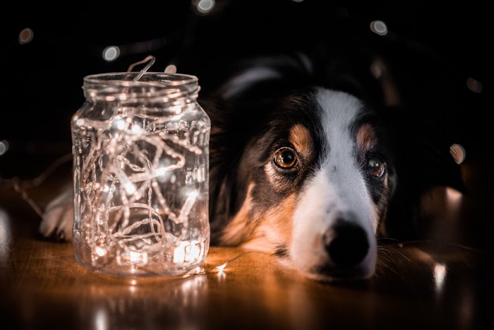 dark portrait of a dog on the ground with a jar of lights for photography