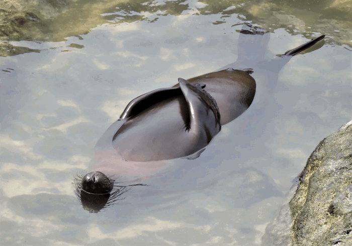 Funny photo of a seal from the Comedy Wildlife Photography Awards