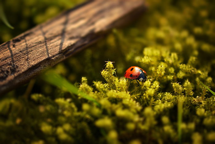 A macro shot of a ladybug on a plant using a shift tilt lens