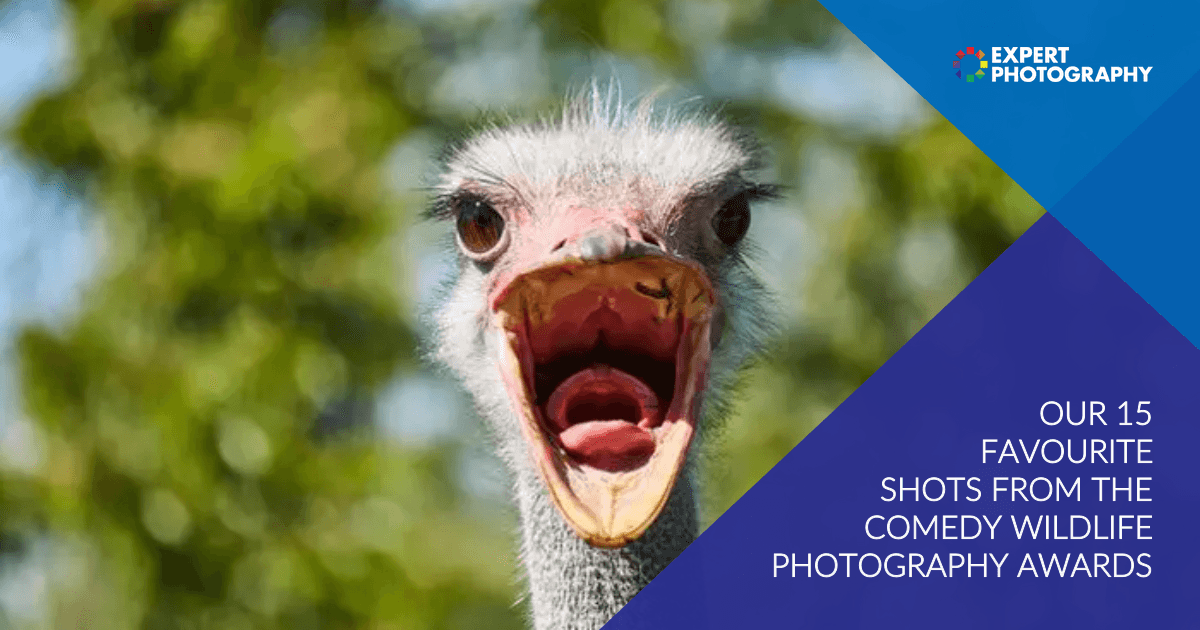 15 Best Shots From Comedy Wildlife Photography Awards 2023