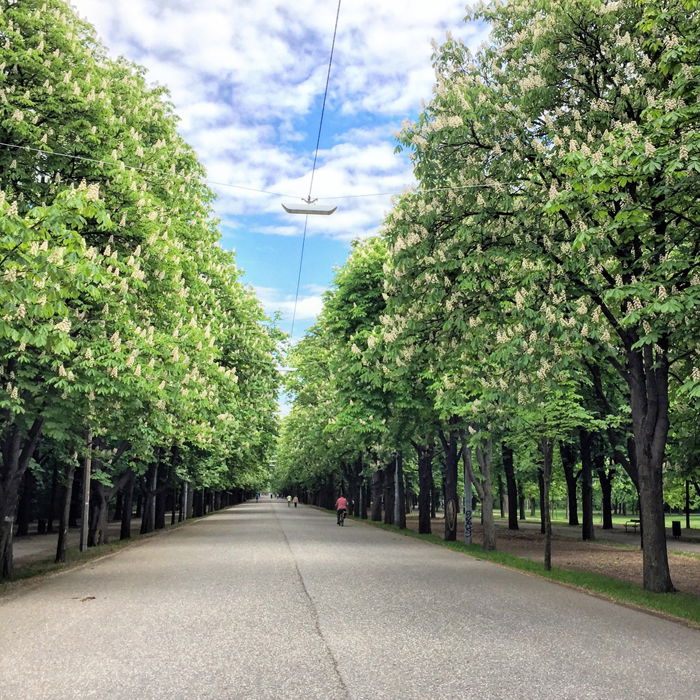 A road lined with trees