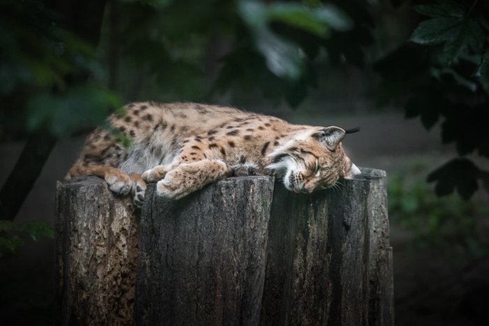 wild cat sleeping in a zoo
