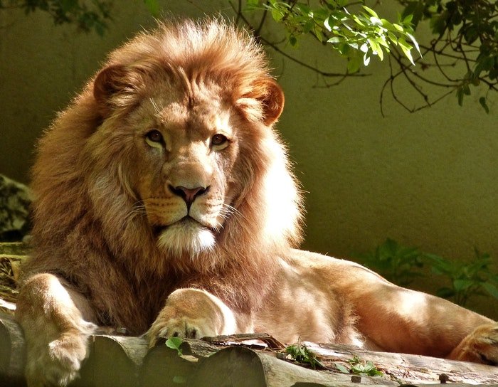 photo of a male lion lying on a rock in the zoo