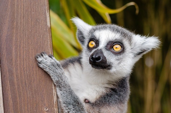 Zoo photography of a cute lemur