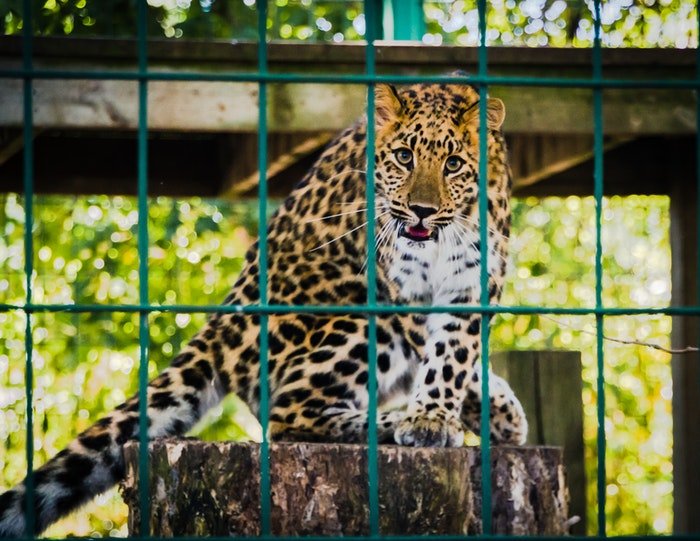 Zoo photography of a leopard in a cage