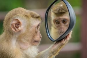 photo of a monkey holding a mirror