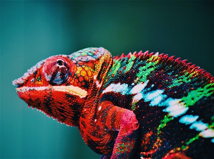 close-up photo of a colorful chameleon