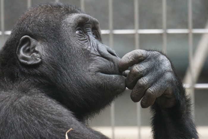 portrait photo of a gorilla in a zoo