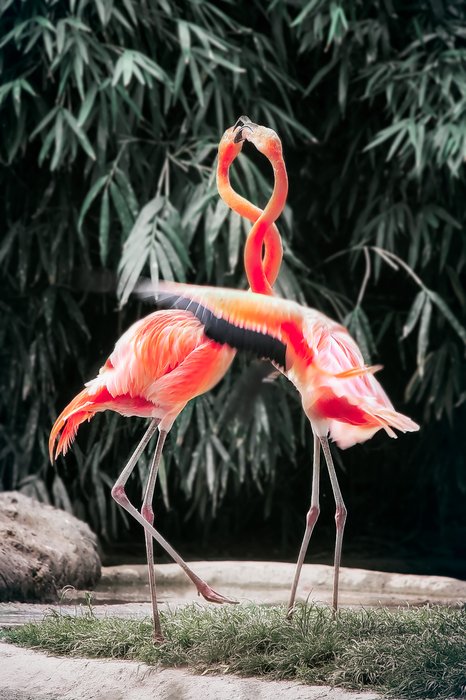 Zoo photo of two flamingos with their necks intertwined