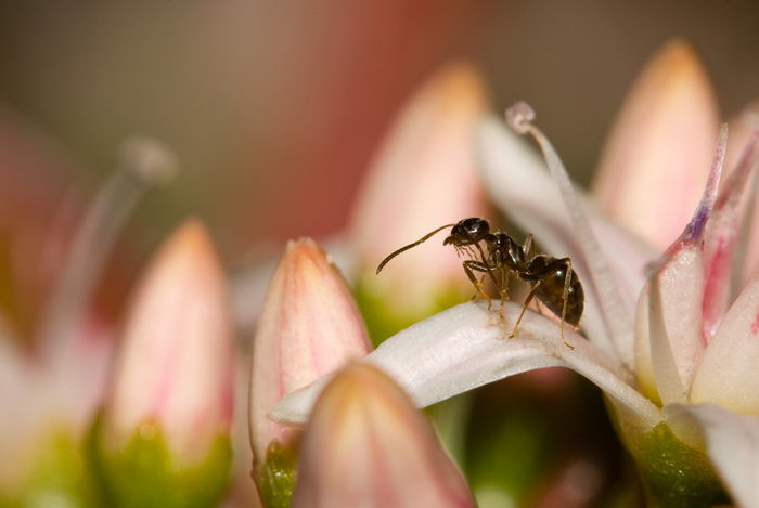 Close-up of an ant on a petal of pink flowers