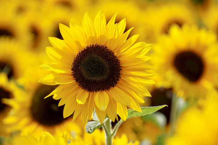 Sunflowers in a field