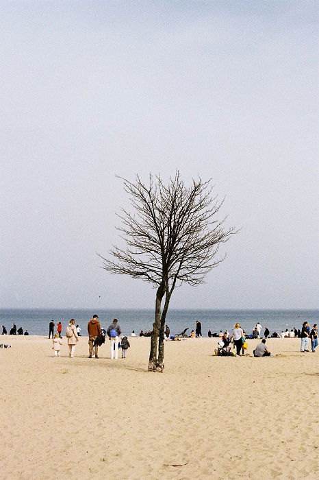 Single tree on a beach on an overcast day