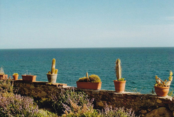 Potted cacti on a wall in front of the sea