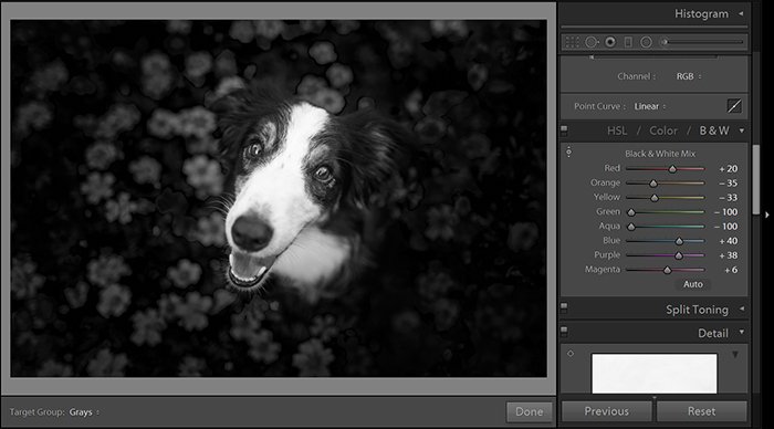 Screenshot of editing black and white photo in Lightroom