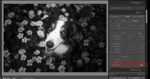 How To Edit Black And White Photos In Lightroom