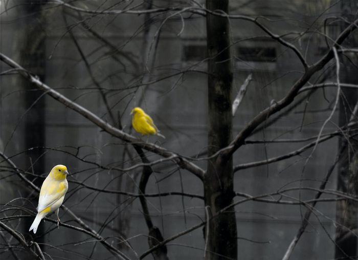 Yellow canaries in a tree