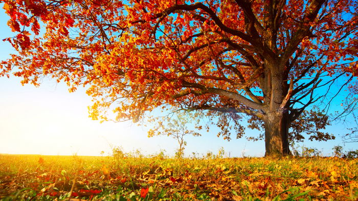 Autumn photo of a big oak with red leaves on a blue sky background