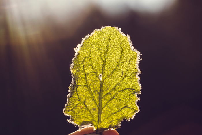 a macro image of a hand holding up a backlit green leaf