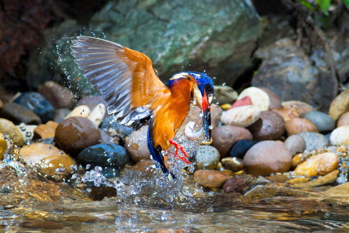 an image of a colorful bird in flight and splashing in water