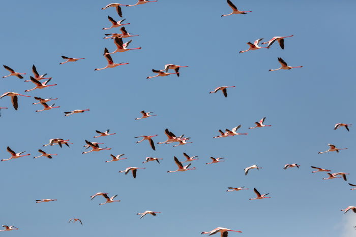 an image of a flock of flamingos in flight